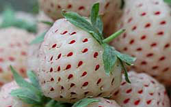 La 'pineberry' tiene el característico sabor a miel de la piña veracruzana. // Foto: Especial.