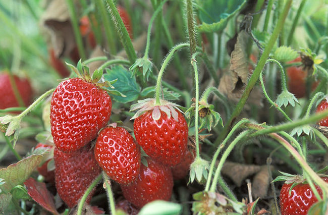 Guanajuato, Michoacán y Baja California concentran la producción del fruto. // Especial