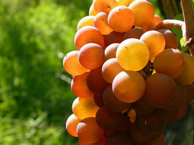 En su mayoría, los vinos alsacianos son blancos y tienen la denominación de origen. // Foto: Especial.