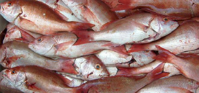 A diario se mueven toneladas de pescado en La Nueva Viga. // Foto: Especial.