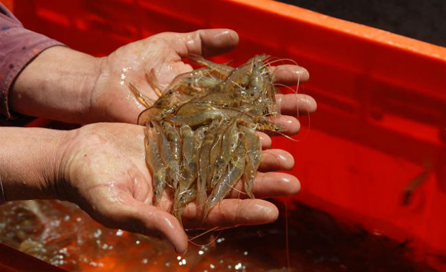 Pracicamente todos los pescados y mariscos importados pasan por las bodegas de La Nueva Viga. // Foto: Especial