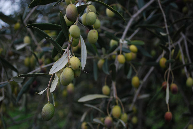 La Corona española prohibió el cultivo del olivo y la vid en la Nueva España. // Foto: Especial.