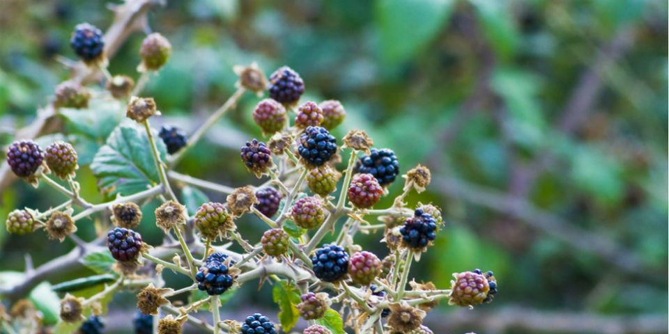 Por su acidez, as frambuesas silvestres son las más recomendadas para este postre. // Foto: Especial.