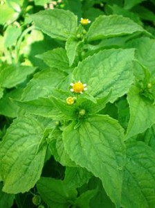 La guasca es la que le pone el sabor colombiano al ajiaco santafereño; la puedes encontrar en el mercado de medellín, en la colonia Roma. // Foto: Especial.