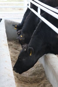El precio de la carne es mayor debido al costo de producción y crianza de las reses. // Foto: Especial.