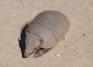 La carne de armadillo es una de las tantas que ofrece "Los Coyotes"