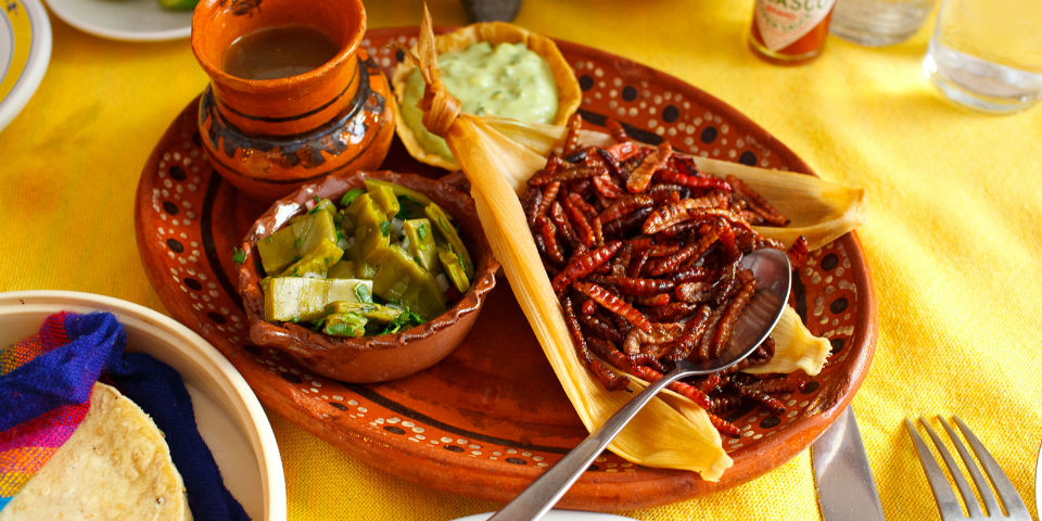 gusanos de maguey chinicuiles  insectos comestibles