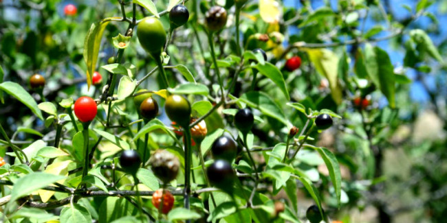El 'Capsicum annuum L.', como le llaman los científicos, adquiere diversas tonalidades de acuerdo a su etapa de maduración. // Foto: Especial.