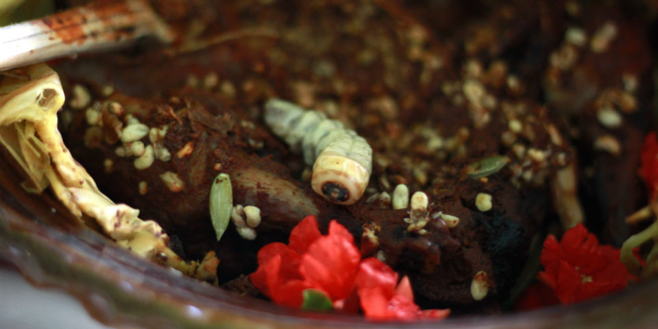 Las chicharras viven en la corteza del encino y no deben confundirse con los ruidosos insectos alados. // Foto: Deni Álvarez.