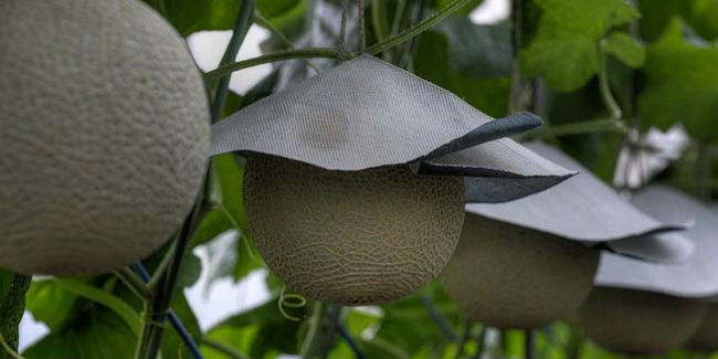 Cada una de las platnas da un melón Yubari y son protegidas con sombreros para evitar la luz del sol. // Foto: Especial.
