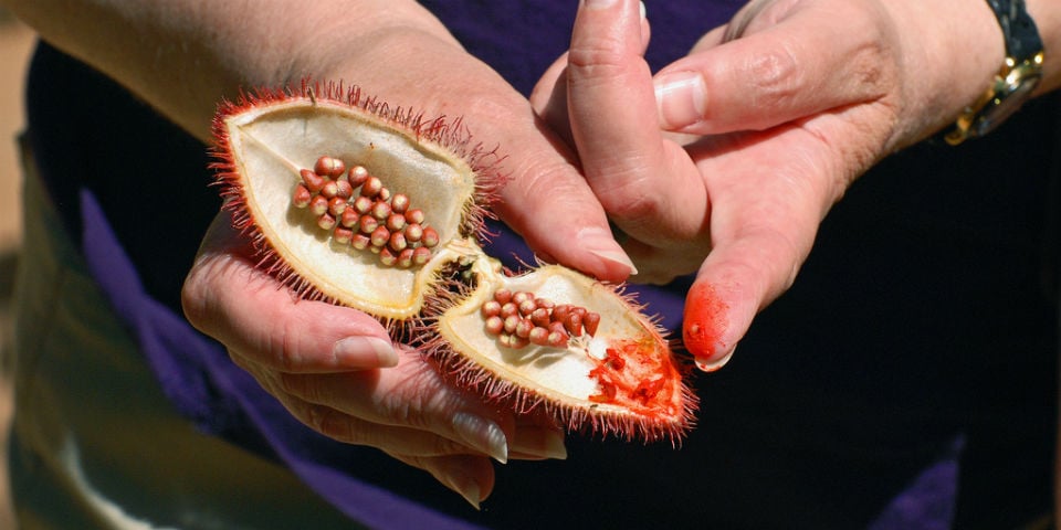 El achiote se obtiene de la semilla del árbol Bixa orillana. // Foto: Especial.