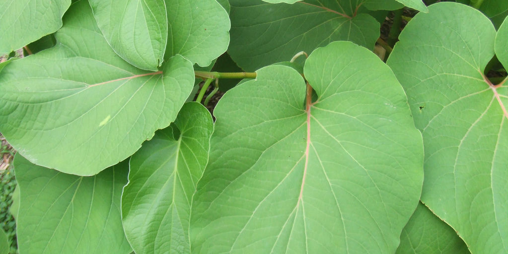 cocinar con hierbas de olor