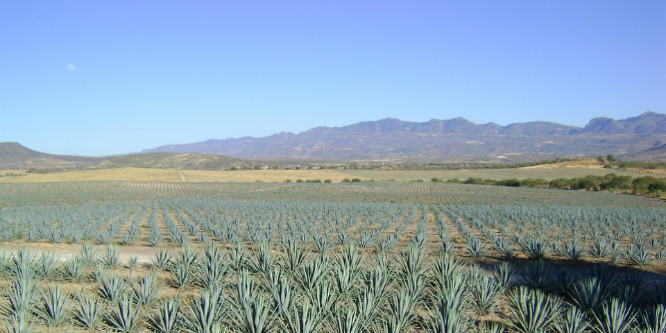 mezcal