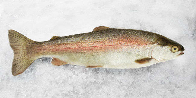 La trucha es el pescado para los perezosos, no necesitas quitarle las espinas ni la piel para preparala. // Foto: Cortesía Comepesca.