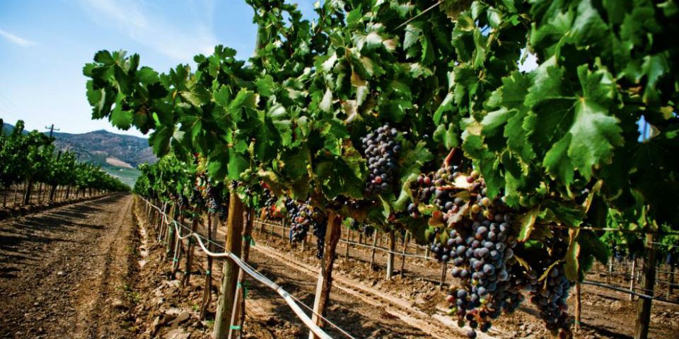 viñedo