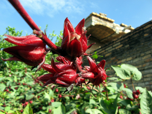 jamaica, ideas para cocinar verduras