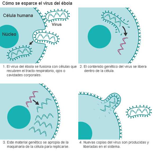 141020021727_ebola-esquema