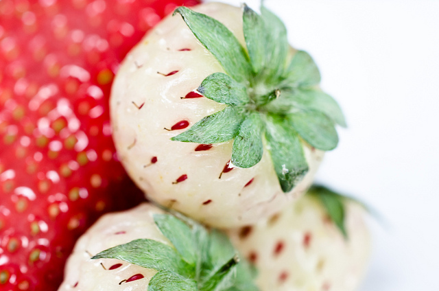 Fresa estadounidense + Fresa chilena = Pineberry. // Foto: Michael Camilleri (Creative Commons).