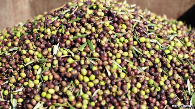 La principal especie de oliva que se cultiva en Cisjordania es la conocida como souri. // Foto: Jeremy Bowen.
