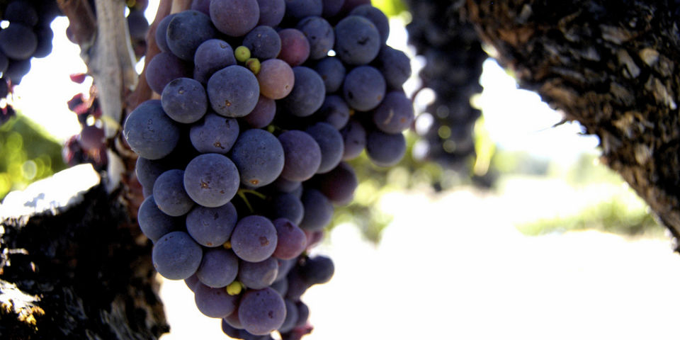 vino