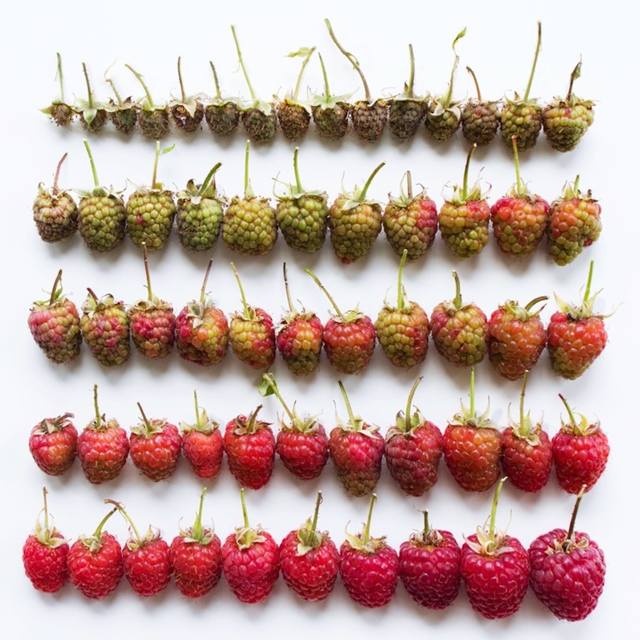 Brittany-Wright-Food-Gradients6