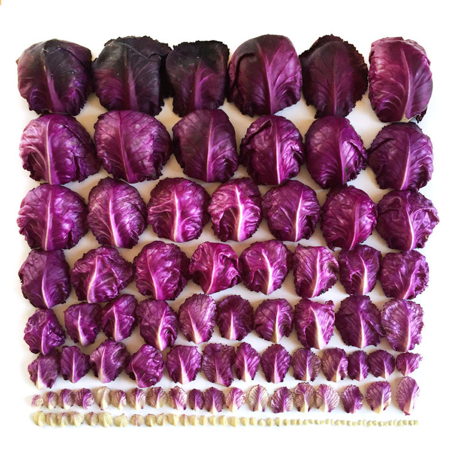 Red-Cabbage-Gradient-wrightkitchen.com_