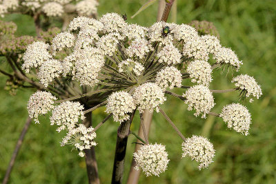 El comino es la semilla del árbol del mismo nombre y se han encontrados rastros de ella en las tumbas de los faraones egipcios. // Foto: Especial.