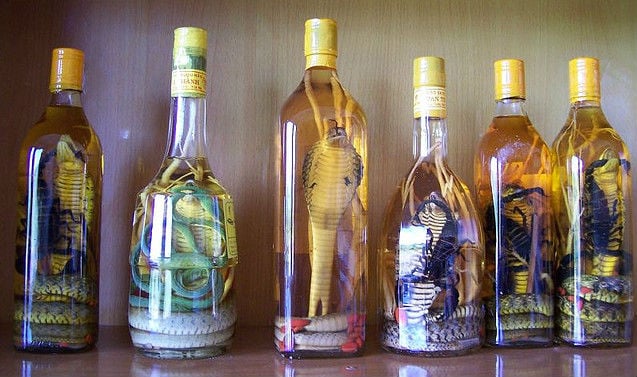 snake wine bebidas