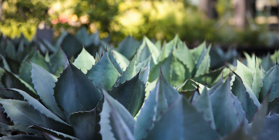 agave agua
