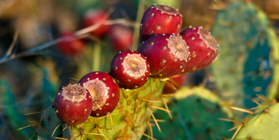 tunas variedades