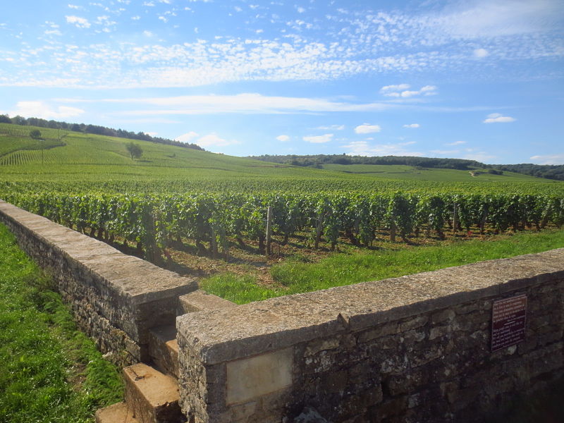 Viñedo de la Romanée-Conti. // Foto: Wikimedia Commons.