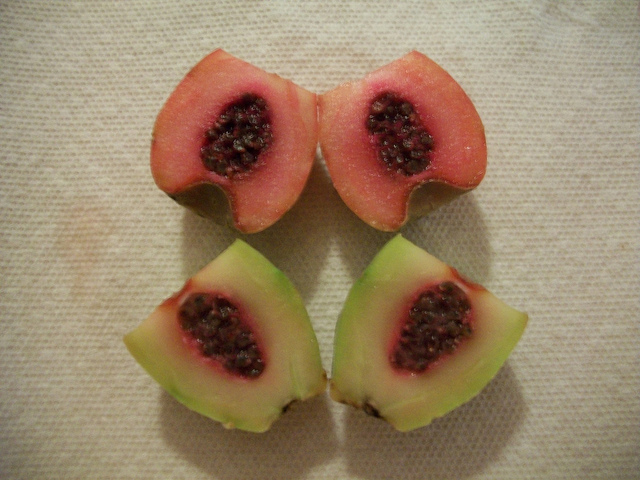 tunas variedades
