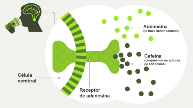 160113151334_adenosina