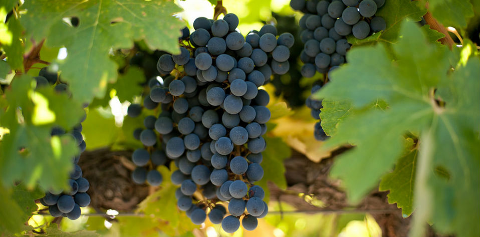 Malbec mon amour