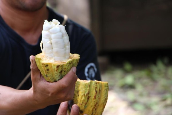 cacao