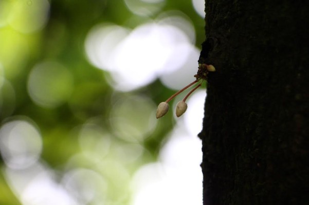flor de cacao