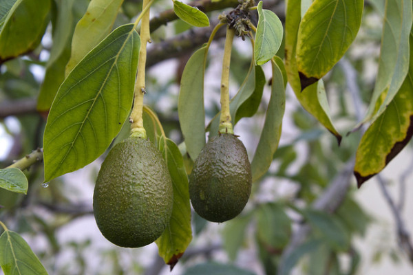 aguacate