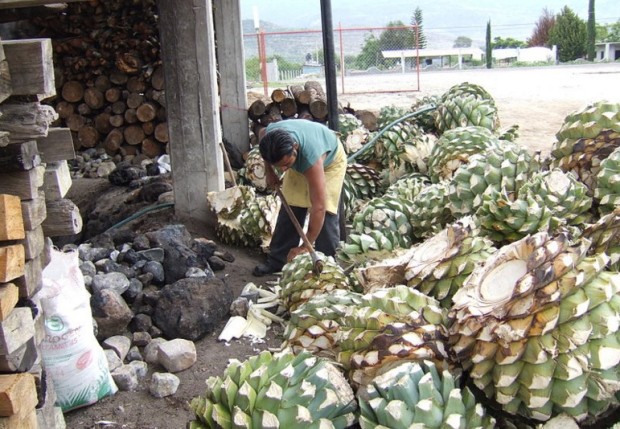 Corazones de agave. // Foto: Gérard Janot, Wikimedia Commons.