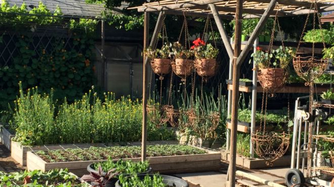 La familia Dervaes produce en su casa la comida suficiente para su consumo e incluso logra vender parte de los productos. // Foto: BBC Mundo.