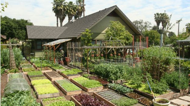 Llegar a tener todo esto no fue cosa de un día para la otro. "Hace falta perseverancia", dice Jules Dervaes. // Foto: Urban Homestead.