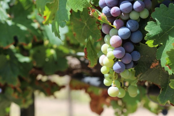 Hacienda Encinillas 3