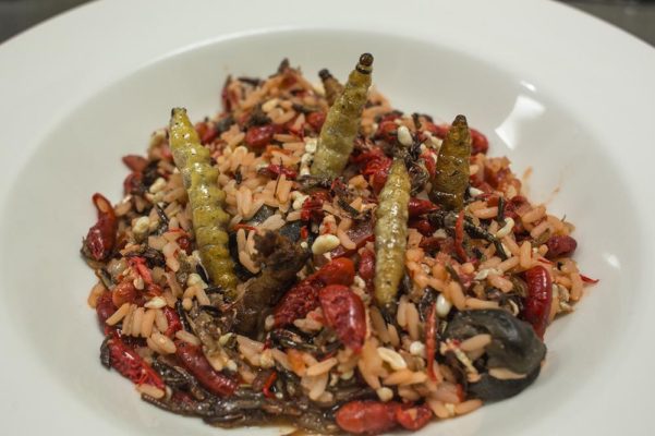 insectos mexicanos comer gusanos