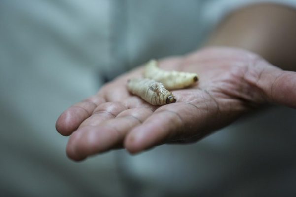 bichos-16