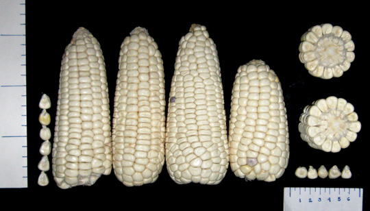 cacahuacintle