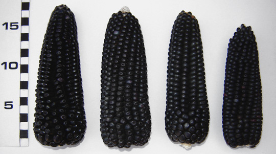 elotesConicos