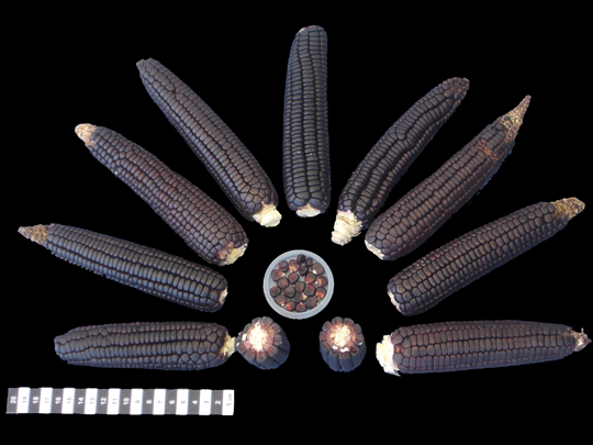 eloteroSinaloa