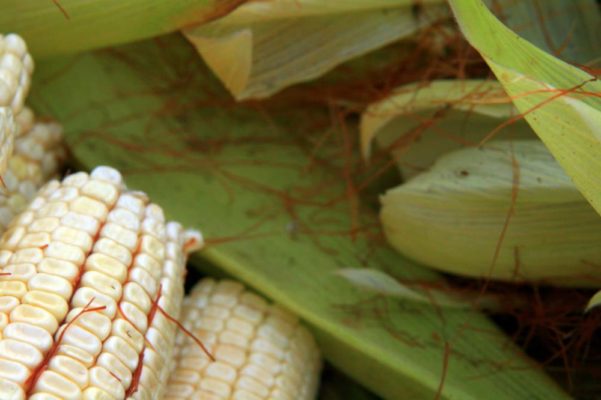 mezcal-pelos-elote-3