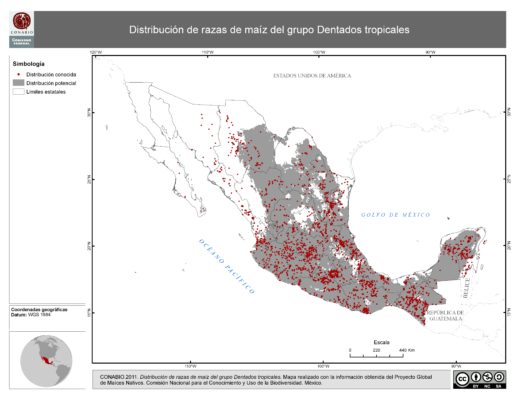 GrupoDentadosTropicales_NF_Alta