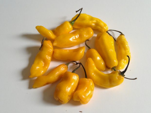 Madame_Jeanette_chili