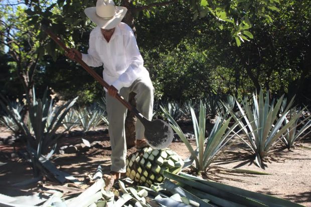 El jimador apoyó su pie derecho en el suelo, el izquierdo en la penca y con sus dos manos separó la piña del agave. Tras su separación, esa piña terminará en un horno donde la cocerán para extraer la fructuosa de la fibra, fermentarla y luego destilarla. //Foto: Fernanda Muñoz.